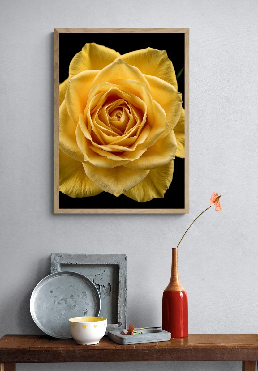 Yellow Rose Botanical Print. — room view 3