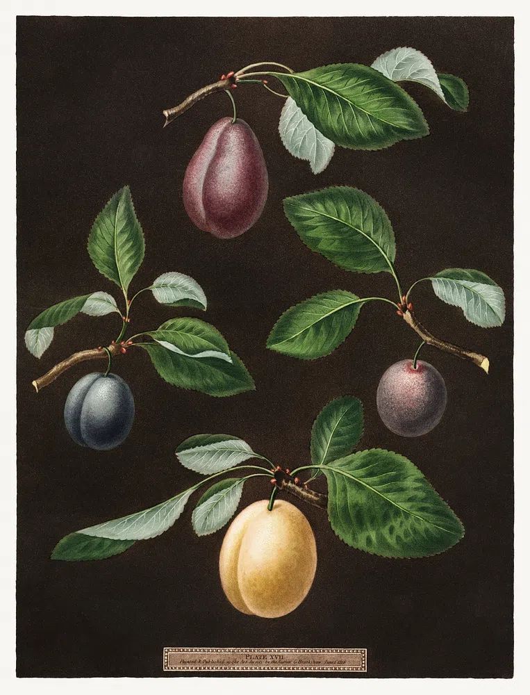 Plums (Pyrus) (1807) George Brookshaw. poster — botanical art