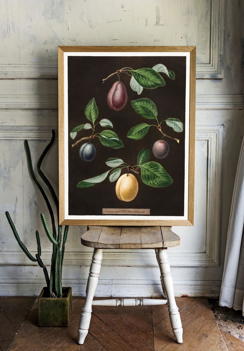 Plums (Pyrus) (1807) George Brookshaw. — room view 1