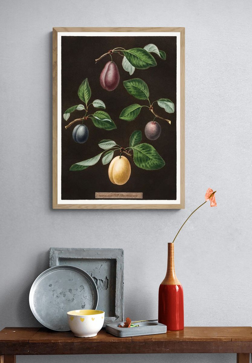 Plums (Pyrus) (1807) George Brookshaw. — room view 3