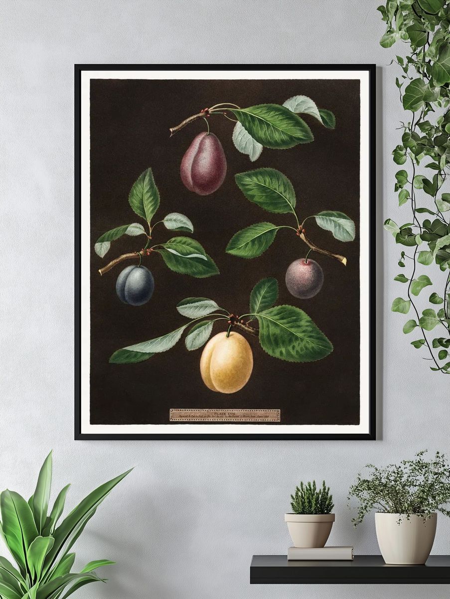 Plums (Pyrus) (1807) George Brookshaw. — room view 4