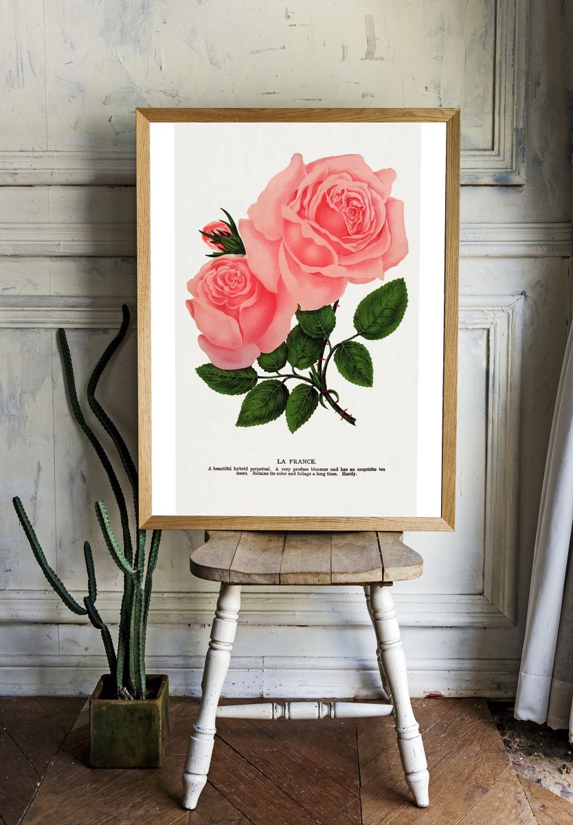Pink rose, La France lithograph. — room view 1