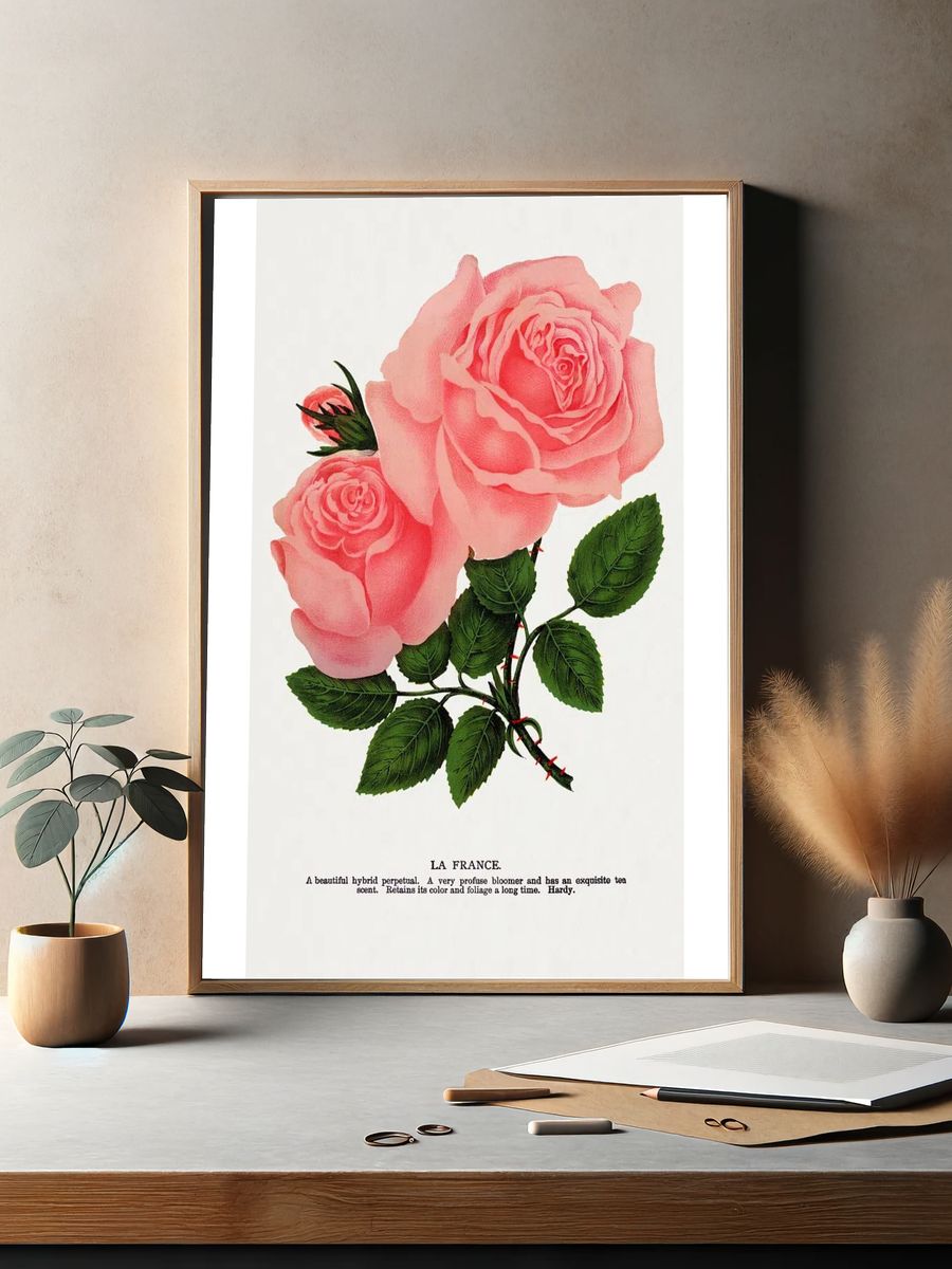 Pink rose, La France lithograph. — room view 2