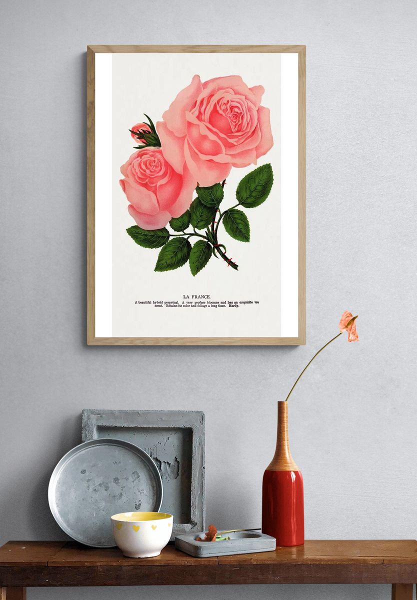 Pink rose, La France lithograph. — room view 3