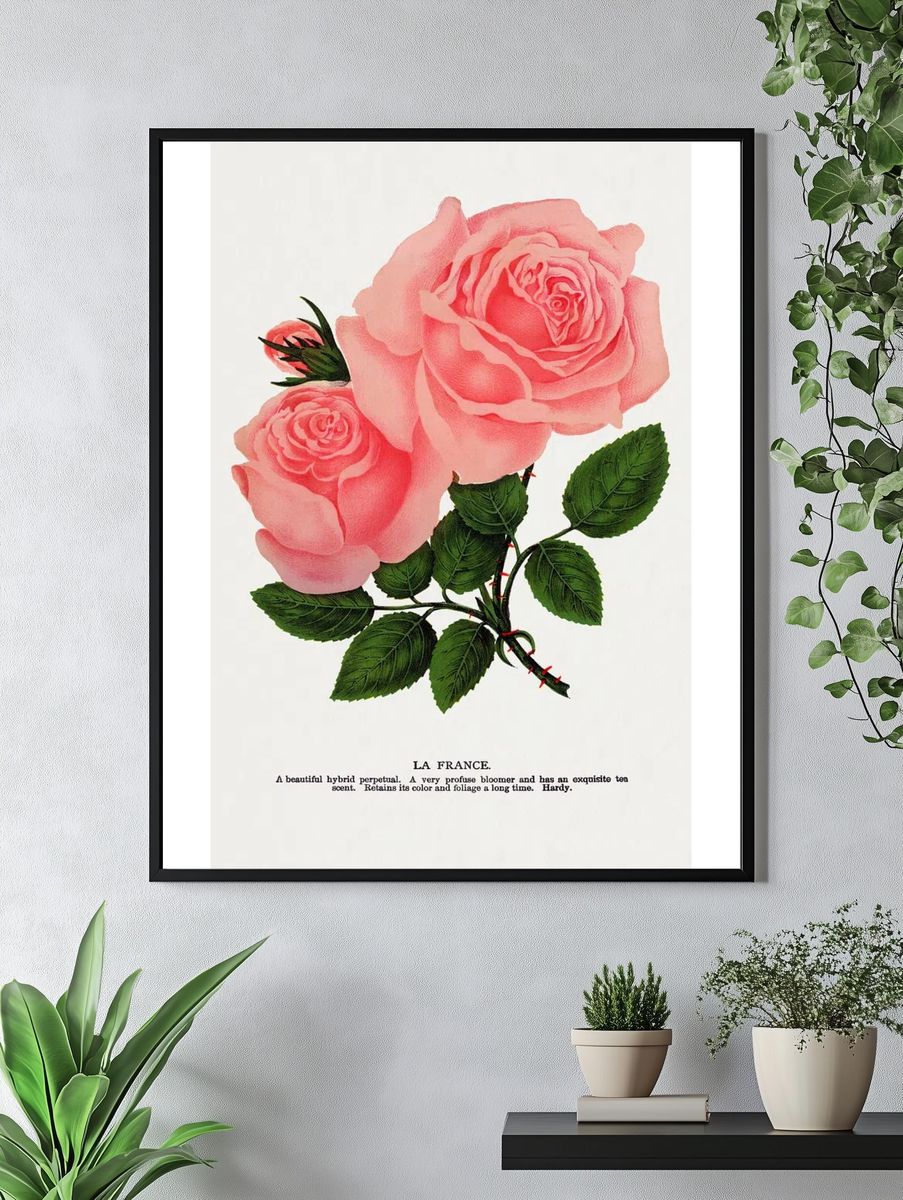 Pink rose, La France lithograph. — room view 4