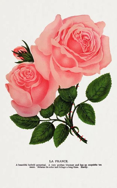 Pink rose, La France lithograph. poster