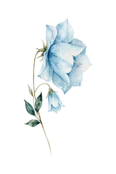 Blue Bellflower Watercolor Print.