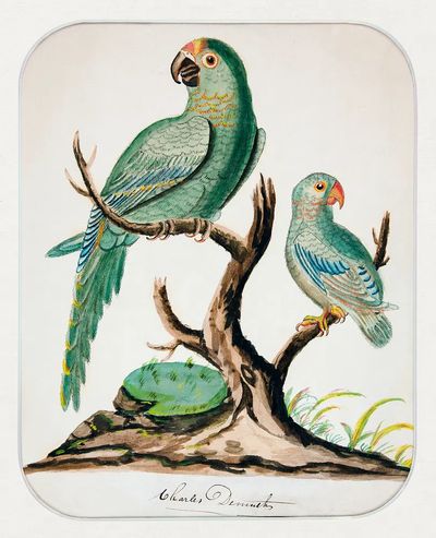 Two Parrots Barren Tree (ca.1916).