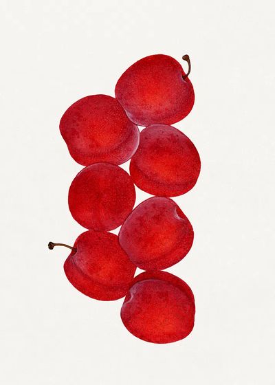 Vintage plums illustration.