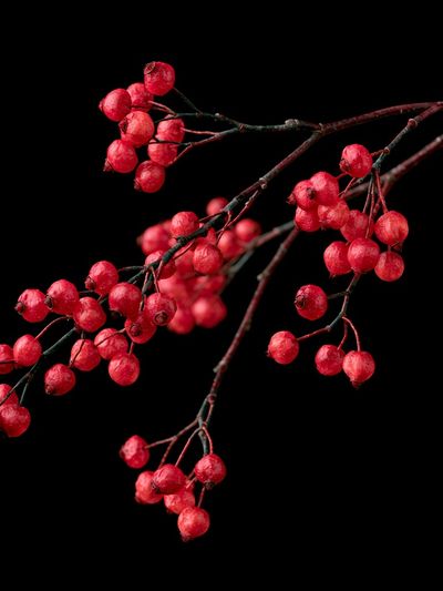Red Berry Branch Botanical Print.