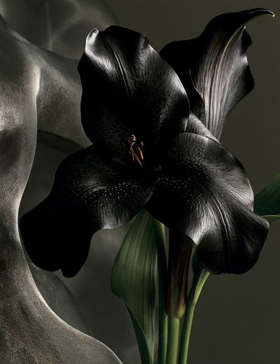 Black Calla Lily Botanical Print.
