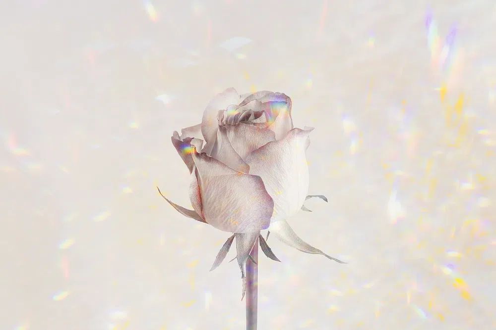 Rose flower holographic background design. poster — botanical art
