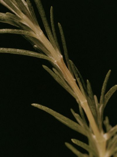 Rosemary Sprig Botanical Print.