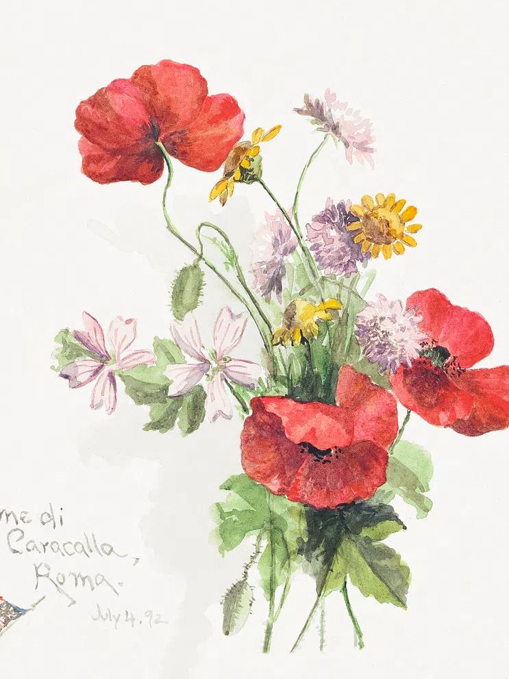 Poppy flowers, Terme di Caracallati. poster — botanical art