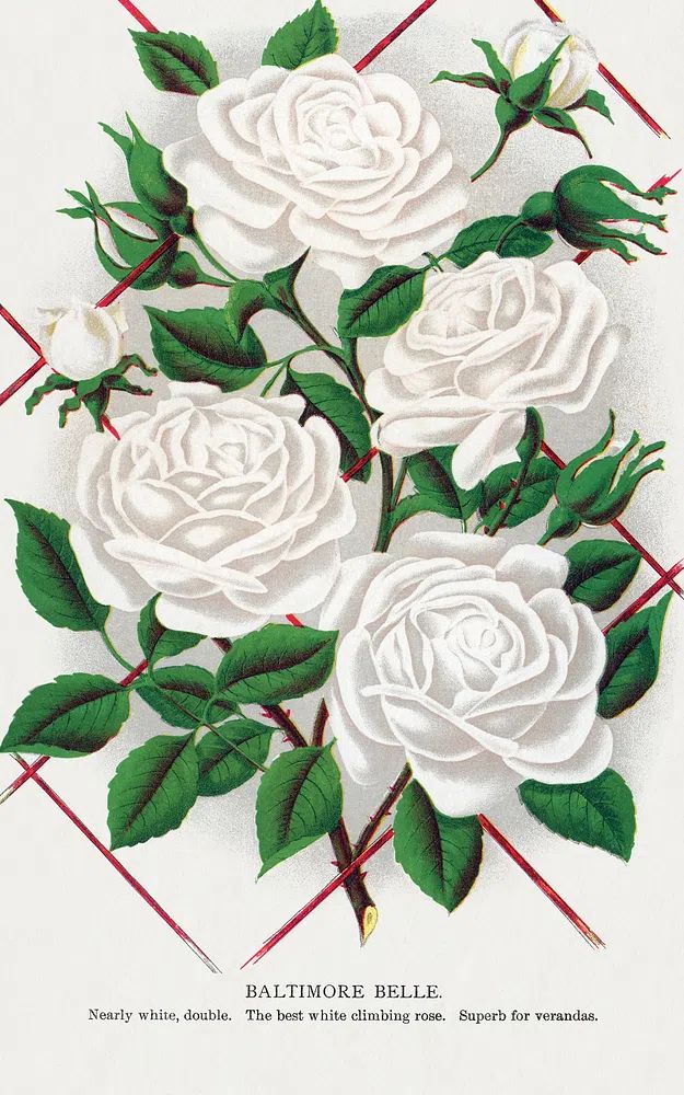 Baltimore Belle Rose Vintage Print. poster — botanical art