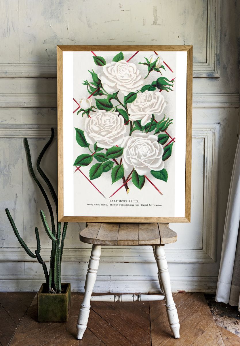 Baltimore Belle Rose Vintage Print. — room view 1