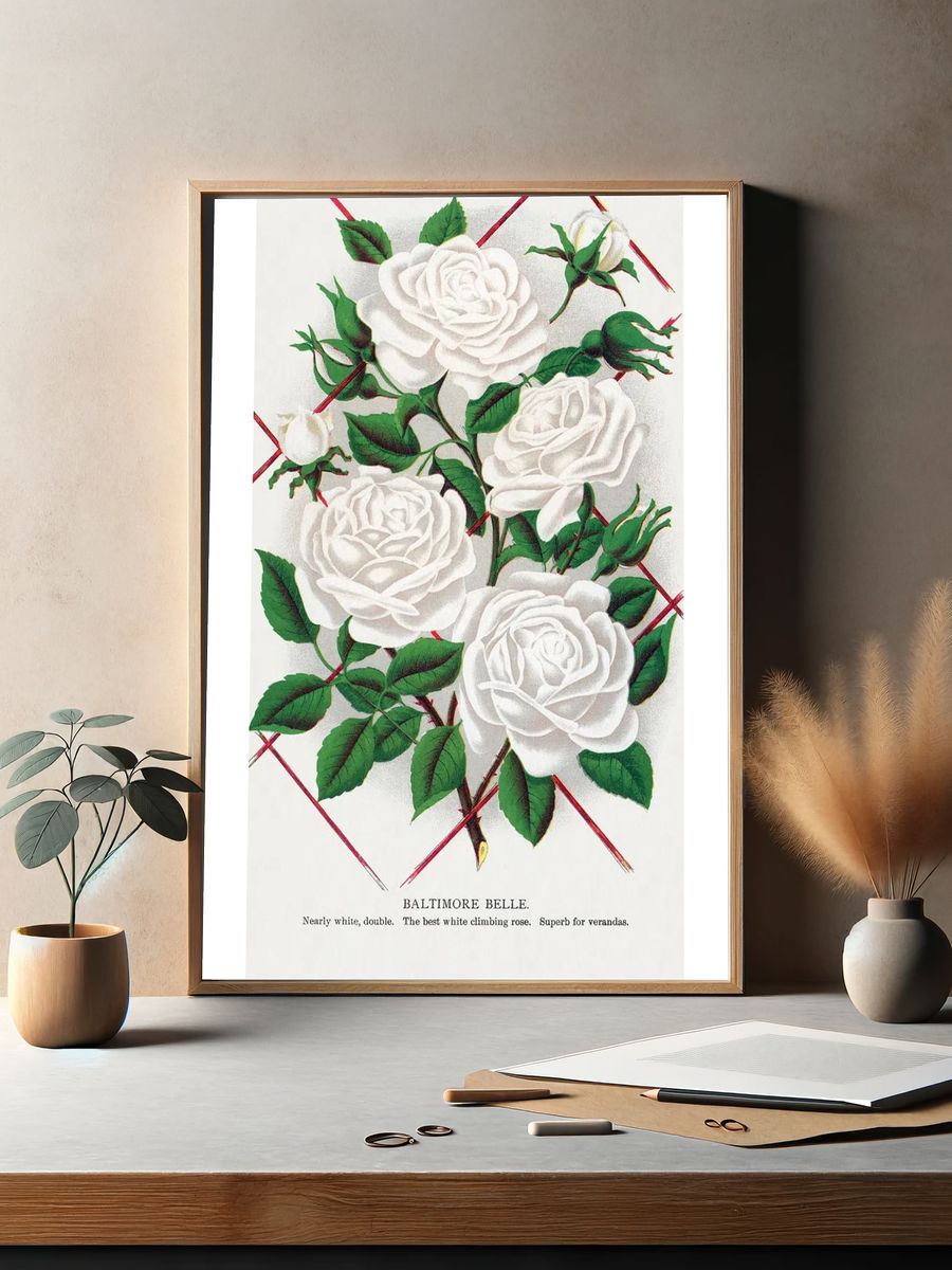 Baltimore Belle Rose Vintage Print. — room view 2