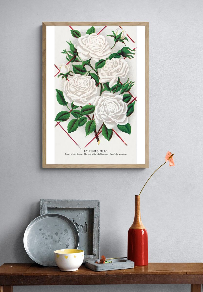 Baltimore Belle Rose Vintage Print. — room view 3