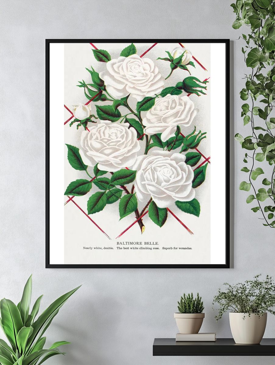 Baltimore Belle Rose Vintage Print. — room view 4