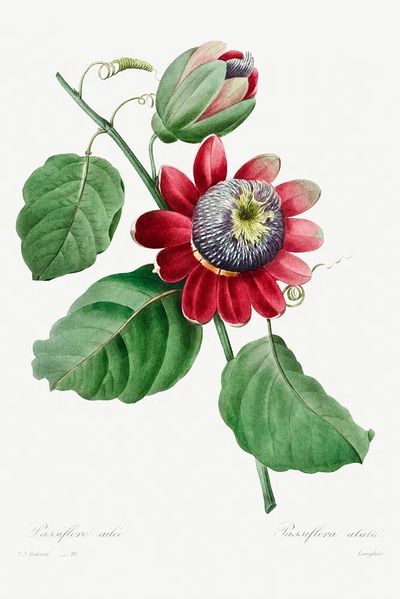 Passiflore Ailee (1827) Pierre-Joseph Redouté. poster print