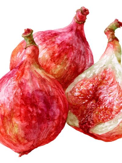 Watercolor Figs Botanical Poster.