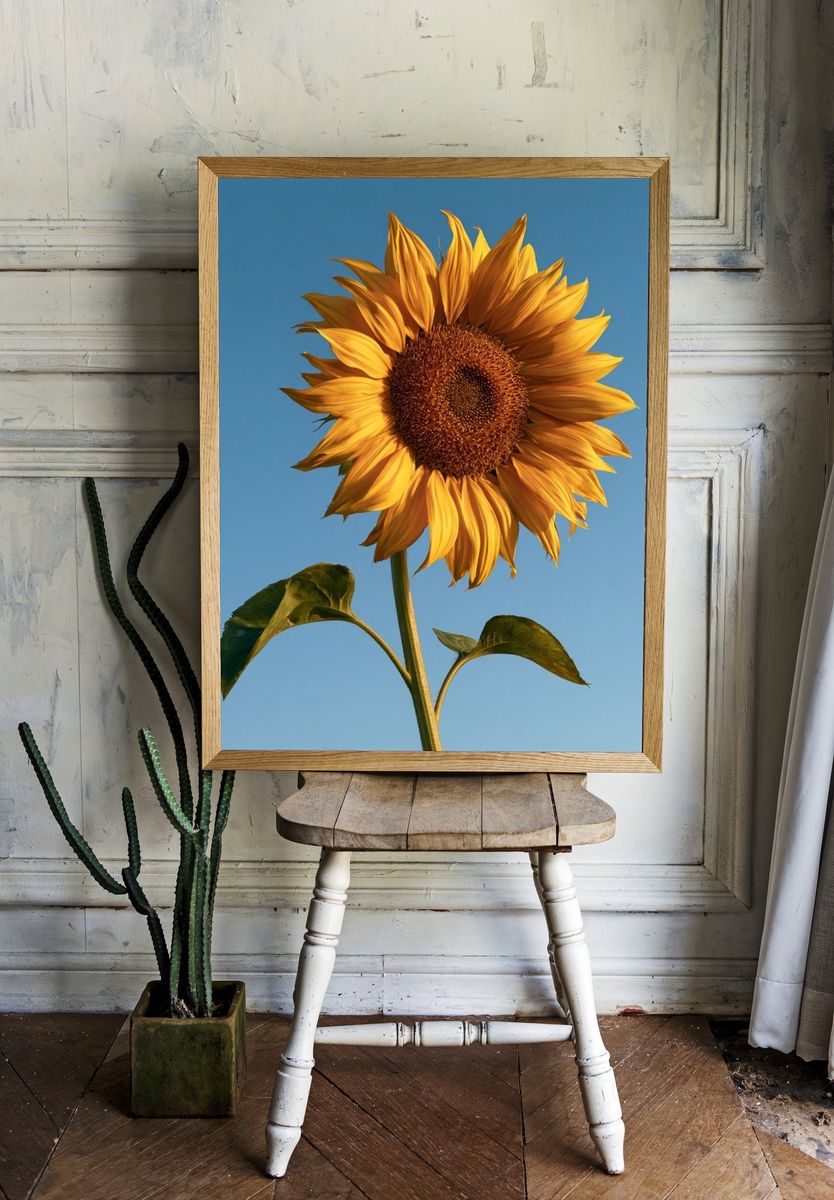 Sunlit Sunflower Botanical Print. room preview