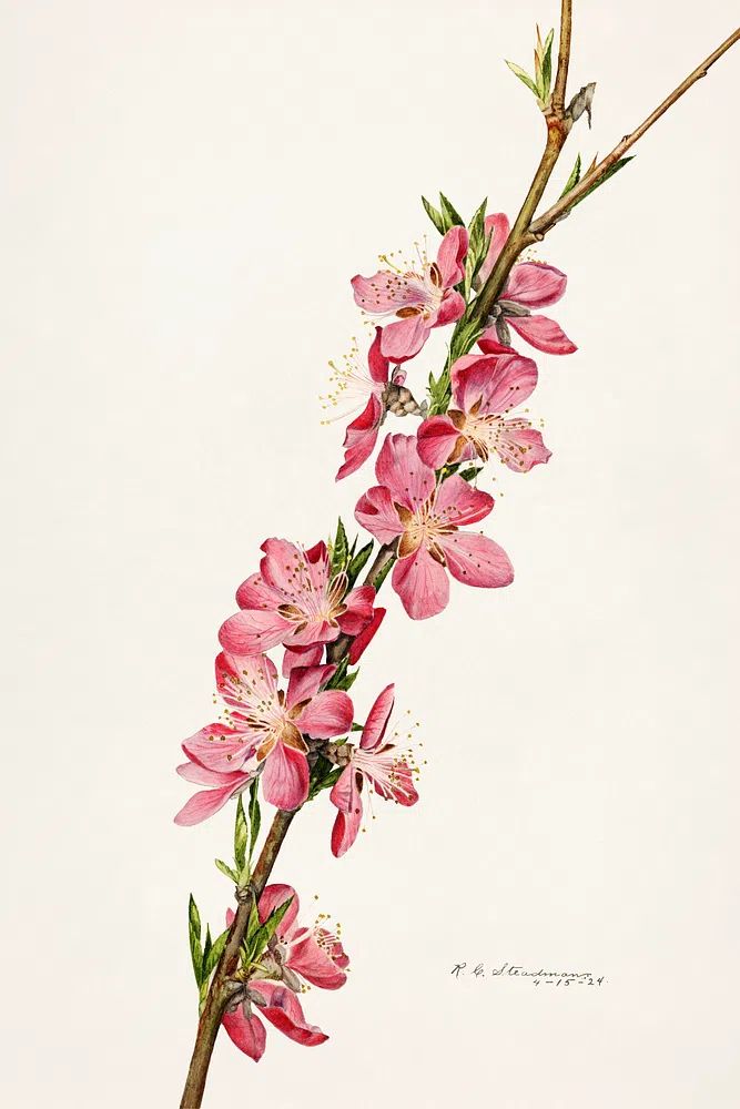 Peach (Prunus Persica) (1924) Royal. poster — botanical art