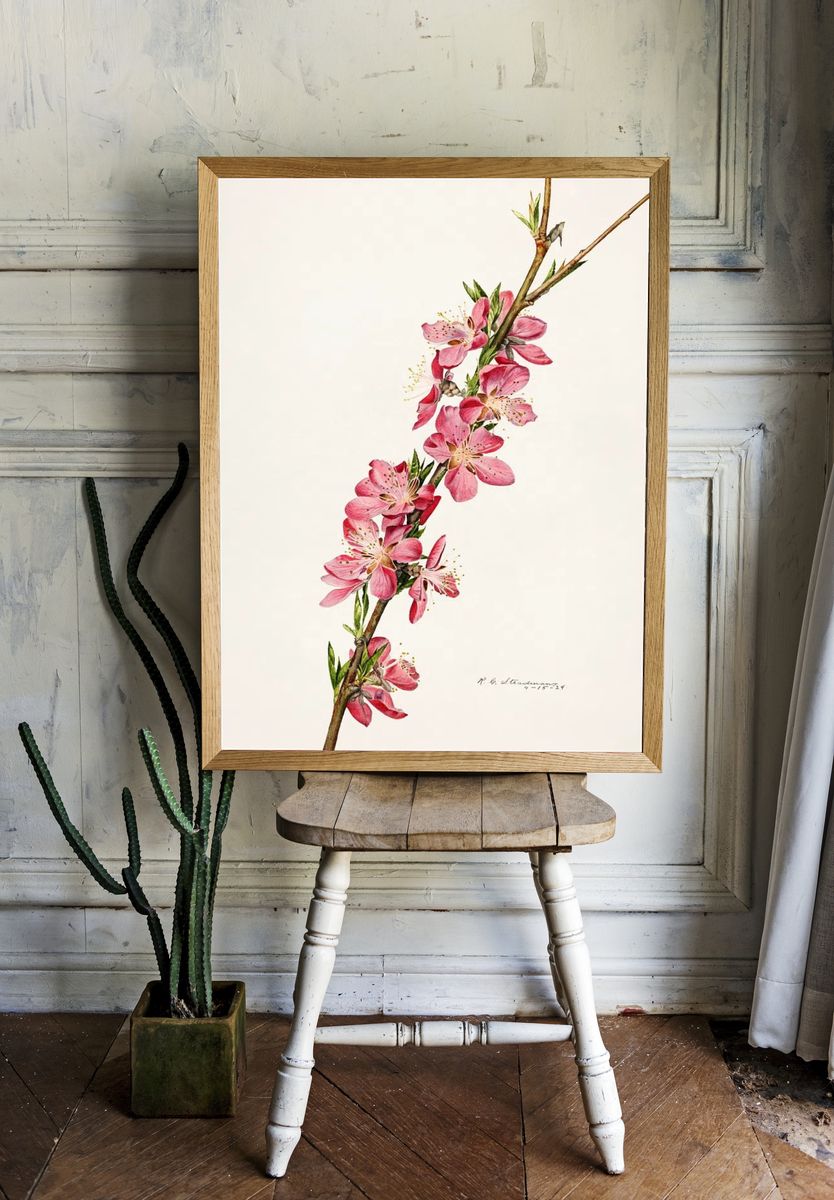 Peach (Prunus Persica) (1924) Royal. — room view 1