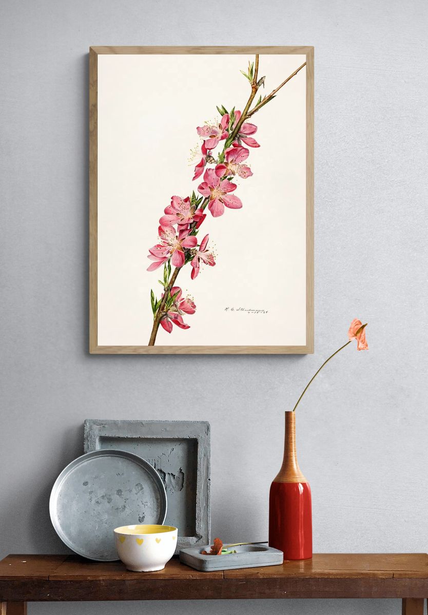 Peach (Prunus Persica) (1924) Royal. — room view 3