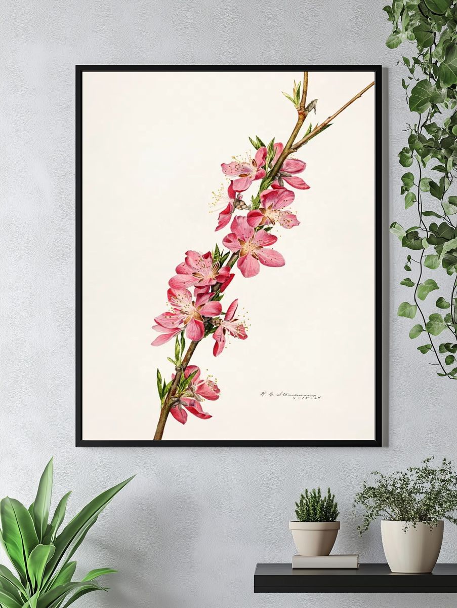 Peach (Prunus Persica) (1924) Royal. — room view 4