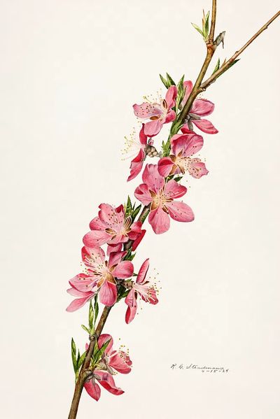 Peach (Prunus Persica) (1924) Royal. poster