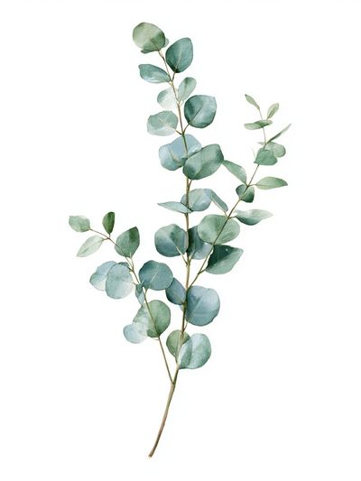 Eucalyptus Branch Watercolor Print. poster