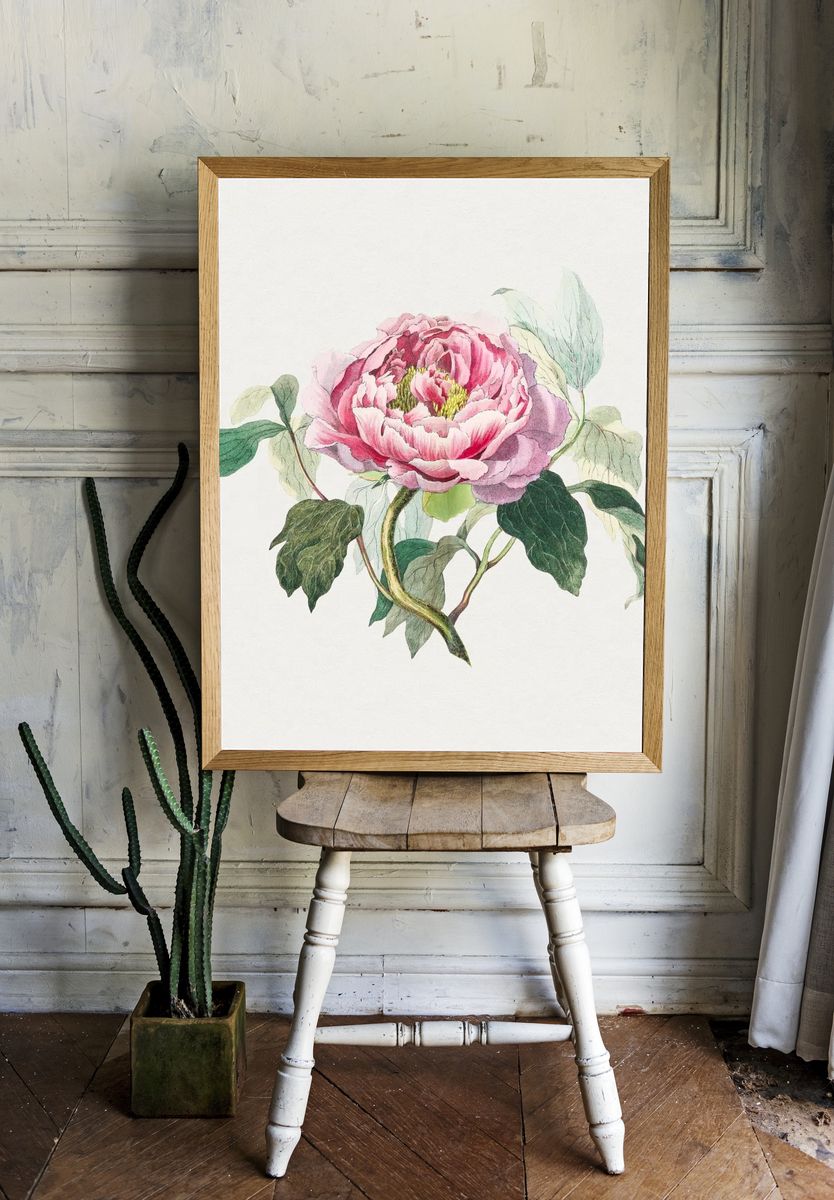 Hand drawn pink cabbage rose. — room view 1