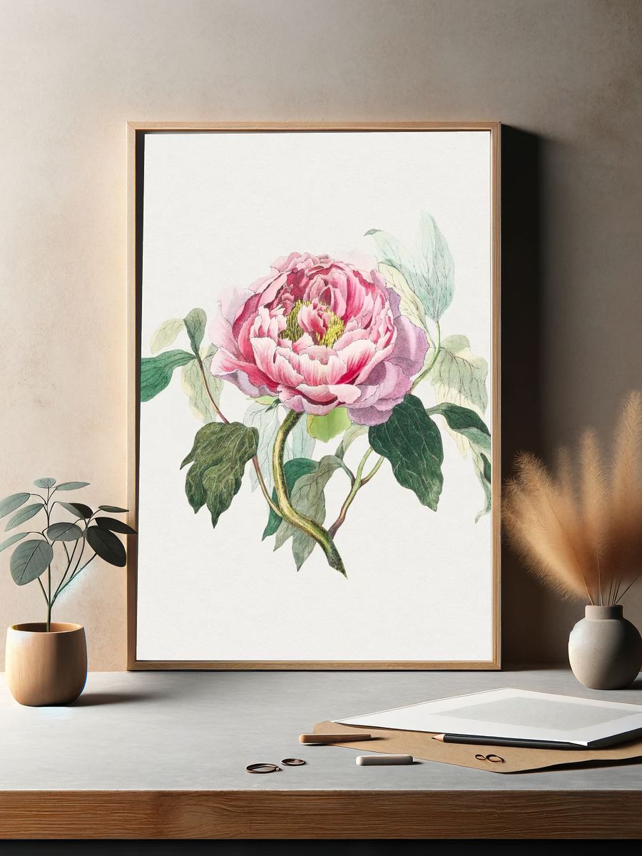 Hand drawn pink cabbage rose. — room view 2