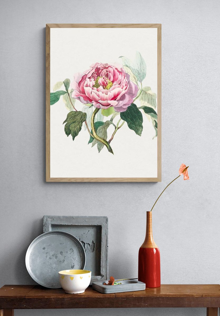 Hand drawn pink cabbage rose. — room view 3
