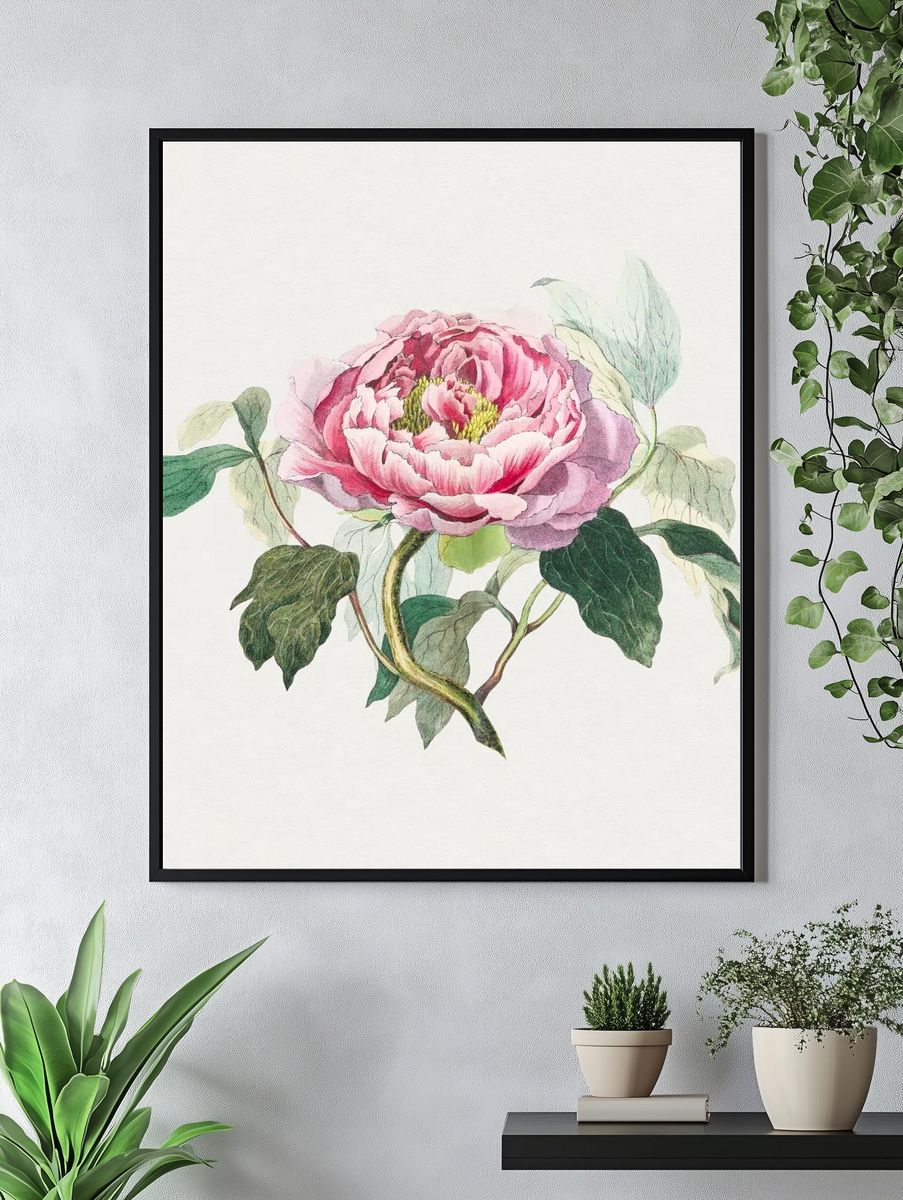 Hand drawn pink cabbage rose. — room view 4