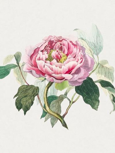 Hand drawn pink cabbage rose. poster