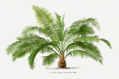 Vintage palm tree illustration. Digitally.