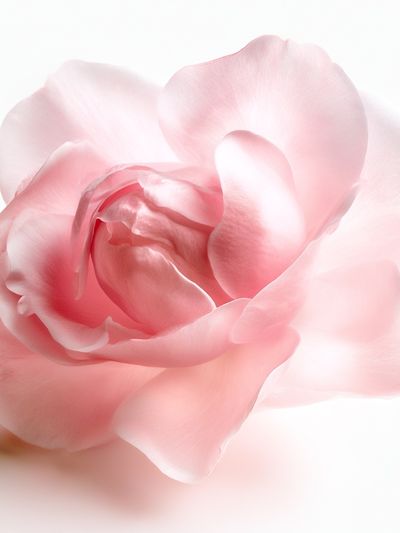 Blush Peony Botanical Print.
