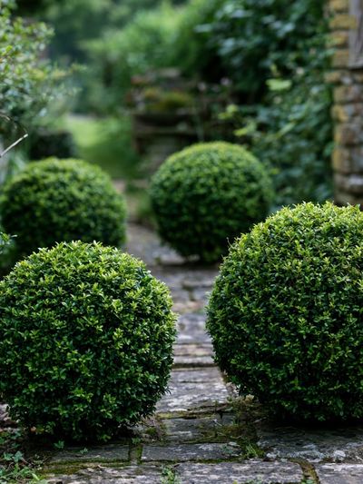 Boxwood Garden Path Poster. poster