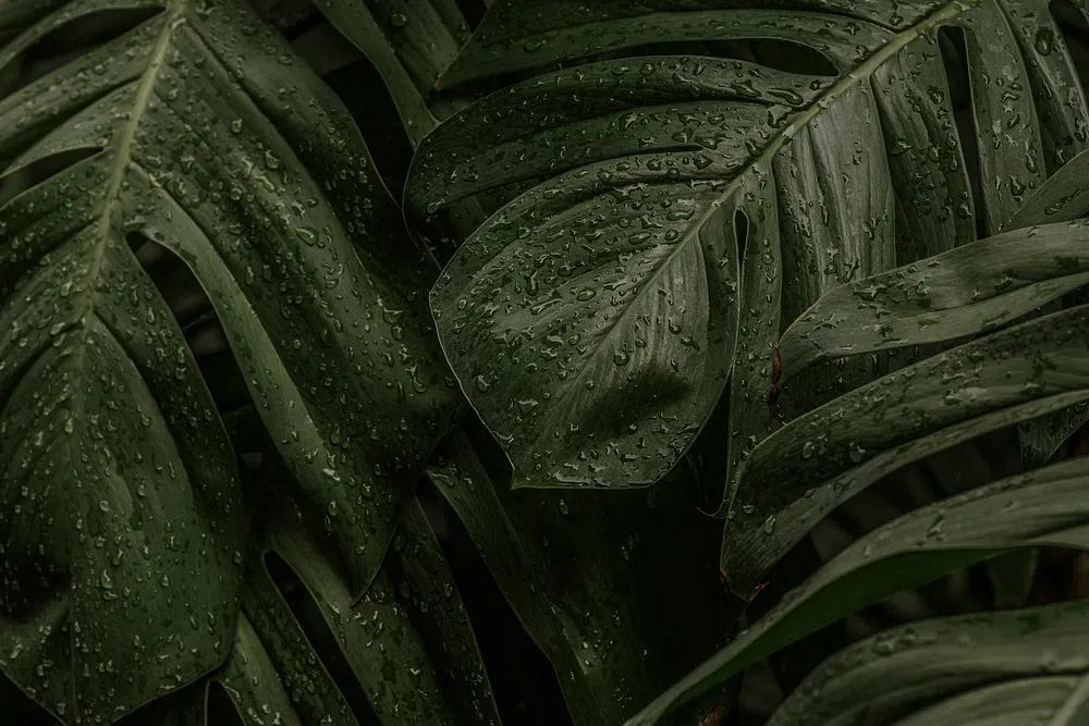 Wet Monstera deliciosa plant leaves. poster detail