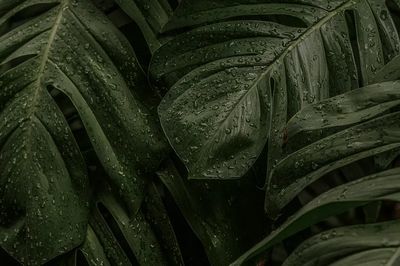 Wet Monstera deliciosa plant leaves. poster