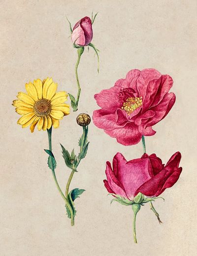 Sheet Studies French Roses Oxeye. poster print