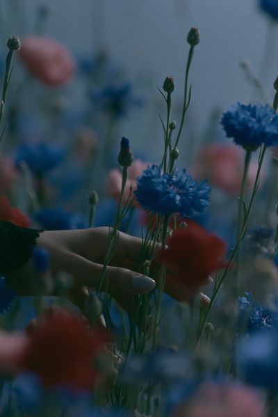 Blue Wildflowers Photography Poster. poster