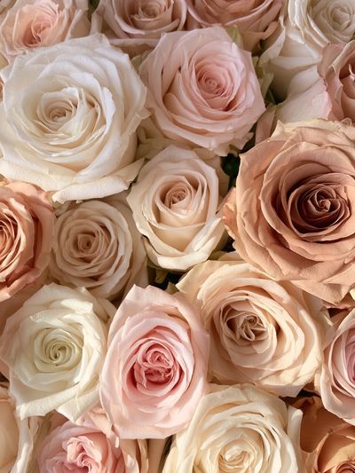Blush Rose Bouquet Print. poster