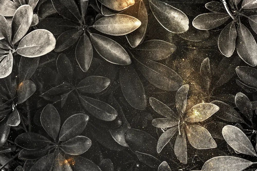 Dark gray dwarf umbrella tree. poster detail