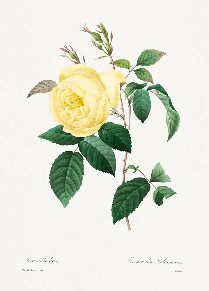 Yellow Rose Pierre-Joseph Redouté (1759–1840). poster detail