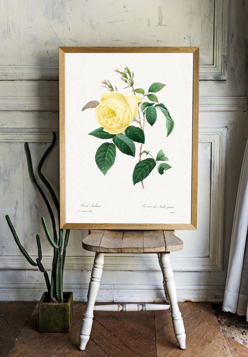 Yellow Rose Pierre-Joseph Redouté (1759–1840). — room view 1