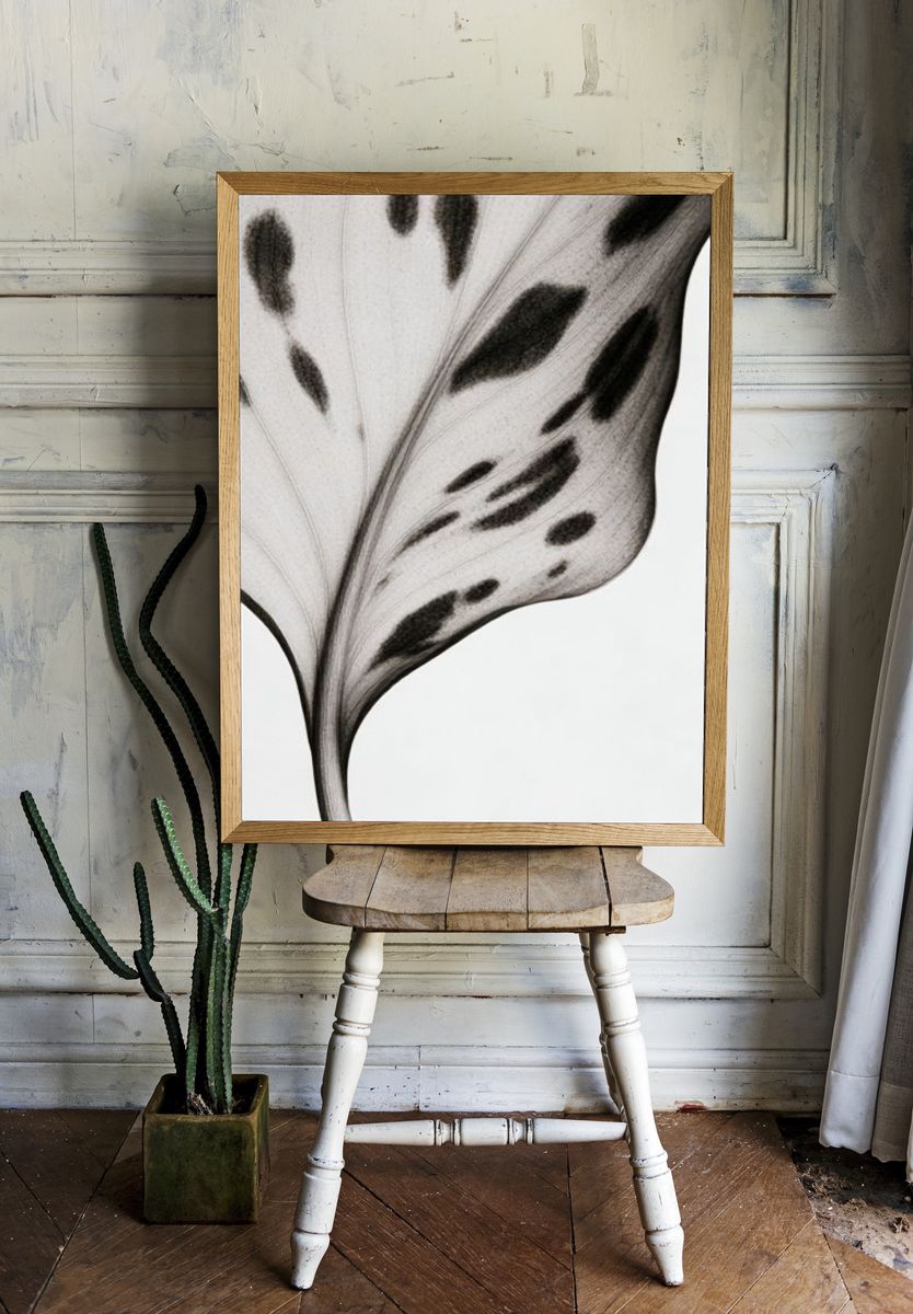 Monochrome Leaf Vein Botanical Print. — room view 1