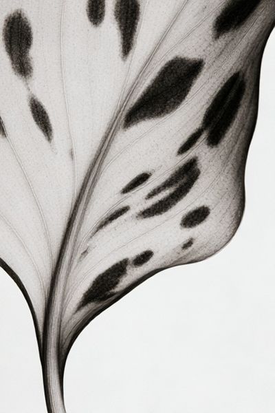 Monochrome Leaf Vein Botanical Print. poster